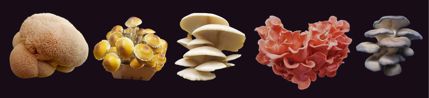 Top mushrooms